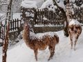 Dic19 Neve 129 Dic19 Neve 129